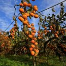 혜인농장 이미지