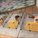 쓰담쓰담애견샵 이미지