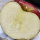 일등유통 | 일등농원 국내산사과 싱싱보따리 사과 땅콩버터 솔직후기