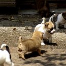 똥강아지 이미지