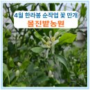 남조로수망교차로 1 | 4월 한라봉 순 작업 꽃 만개 몰진밭농원