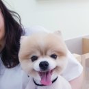 개도만족 이미지