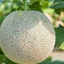 이상만농장 이미지