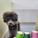 프리미엄캔넬 이미지