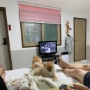 펜션 베네치아 | 가평 가성비 애견펜션 추천 ‘가평 베네치아펜션’ 내돈내산 솔직후기