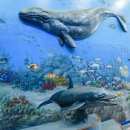 고래문화가 있는날 이미지