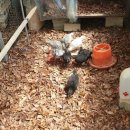 백봉파이프 이미지