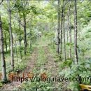 자연주의건강요리 이미지