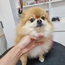 리틀댕댕