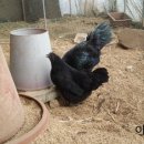 연산농장 이미지