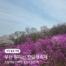 만나동산친구들어린이집 | 부천 진달래축제 봄꽃 명소, 진달래동산 다녀온 후기