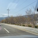 농악 | 전남 구례여행 갈만한곳 산수유 마을 산수유꽃 축제 다녀온후기