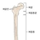 4) 骨 : 인체 구성하는 버팀목, 연골, 경골 이미지