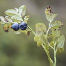 블루베리 이미지