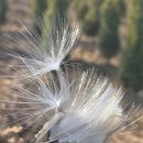 권오섭 | 오늘은 24절기 중 스물두 번째인 동지(冬至)입니다.