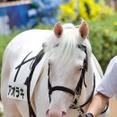 경마루 스테이 이미지