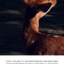 지내1,2통 | 봄웜라이트 염색 추천 차홍 밤비브라운 셀프 후기