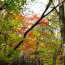 가리봉비디오 | 설악산 흘림골에서 오색약수까지 단풍 산행 후기