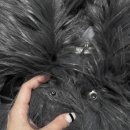 플러피(fluffy) | KIMSEOUL] 킴즈 킴즈서울 킴서울 FLUFFY LONG HAIR FUR JACKET 플러피 롱 헤어 퍼 자켓 / 리뷰 착용 후기