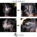 불로장생모