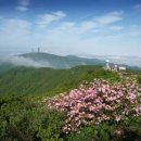 산에는꽃이피네 이미지