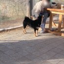 품에 고모리D | 포천 애견운동장 &amp; 애견카페 외부 음식 반입 가능카페 딩가댕가