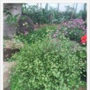 벧엘농원 이미지