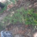 치유정원 가드닝 조성하기 이미지