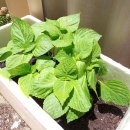 명가곱창볶음 이미지