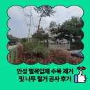 공사구간 | 안성 벌목업체 수목 제거 및 나무 철거 공사 후기