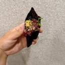 지리산(광주) | 광주 한우 맛집 지리산순한한우 한우프라자 룸 솔직후기