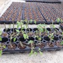 스마일2 농장 이미지