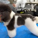 애견미용 이미지