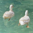 닭오리의 꿈 이미지