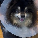 김포 동물병원 치료해주오 이미지