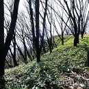 비봉산 정상부 Daum카페
