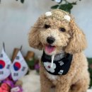 늘봄반려견유치원 이미지