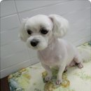 까비애견 이미지