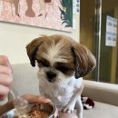 용봉동 애견동반 카페 카페던/던에드워드 페인트/인테리어 카페 방문 후기