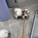 나밍밍 강아지네 이미지