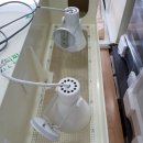 컴페니언 펫 이미지