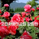 과천 서울대공원 테마가든 장미원 작약 개화 실시간