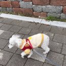 애견은 내친구 이미지