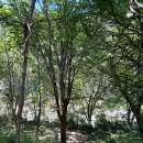 용소폭포 해바라기 이미지