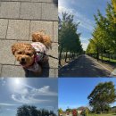 야생화단지내 | 2025 인천 서구 드림파크 야생화단지 국화축제 후기