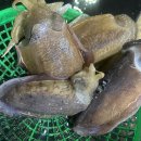 노마진 Daum카페