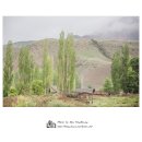 미루나무풍경 이미지