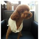 웰케어동물병원 이미지