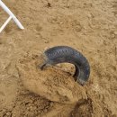 의정부부용초등학교 이미지