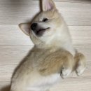 어둔(여) 이미지